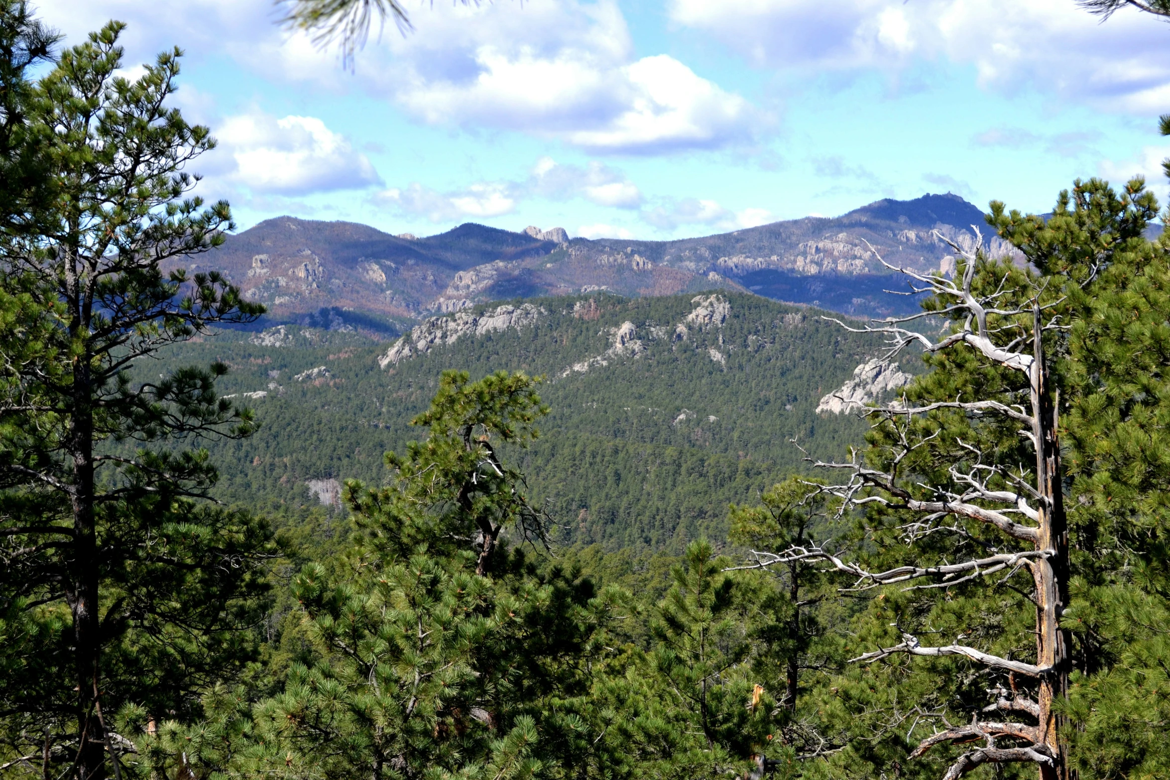 a tree that is in the dirt with mountains in the background