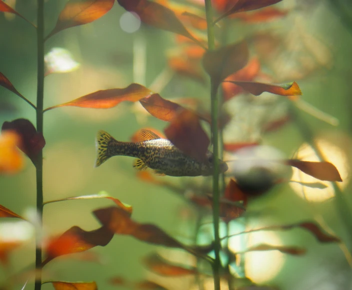 a group of yellow fish are seen on the bottom half of the plant