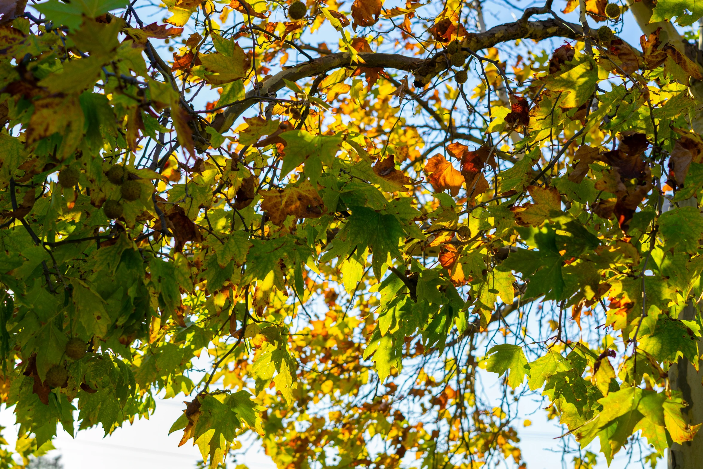 nches are almost obscured by the leaves of a tree