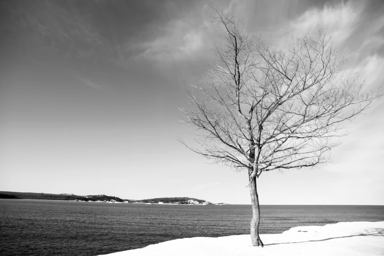 a black and white image of a tree at a beach