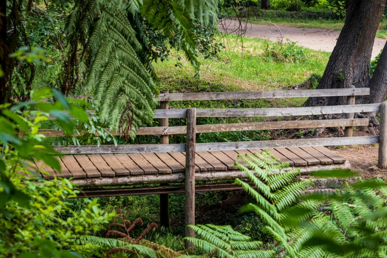 a small wooden bridge in the forest