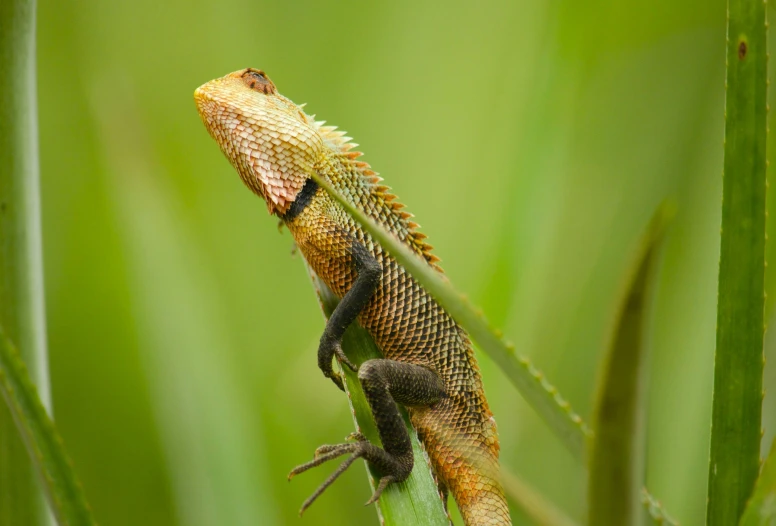 a lizard is sitting on a nch among the grass