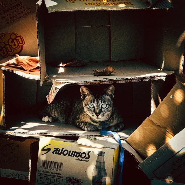 a cat is sitting inside of a box