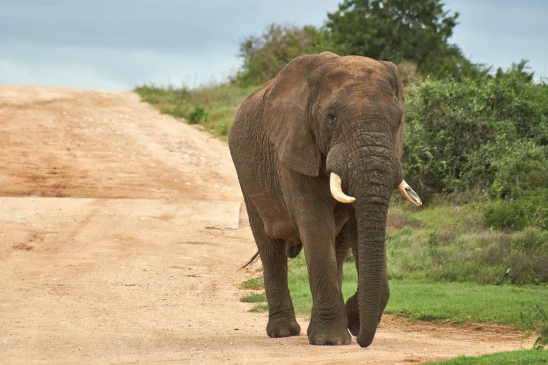 an elephant walking on a dirt road next to trees