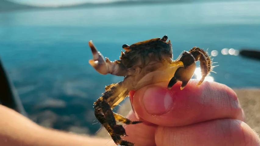 a tiny crab with small teeth in it's hand