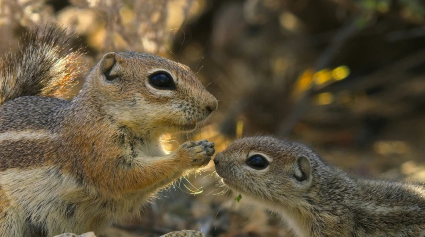 a small animal sniffing at another small one