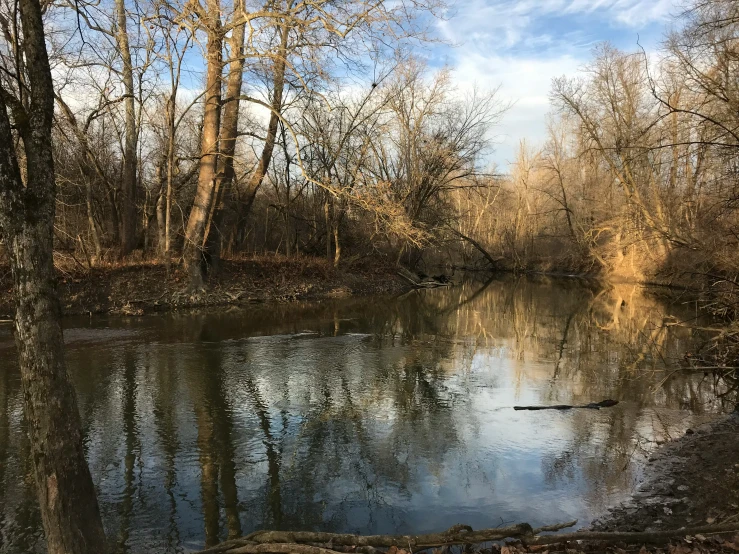 a small river in the woods with bare trees