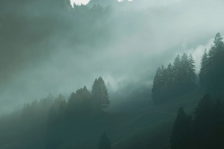 a foggy forest with several evergreen trees