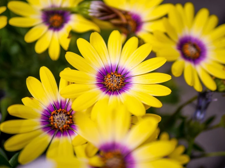 the yellow flowers are blooming very bright