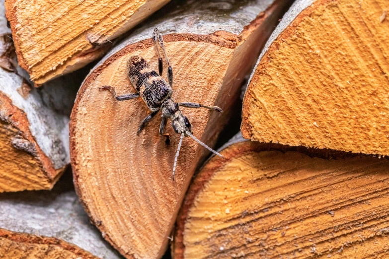 a spider is perched on top of a piece of wood