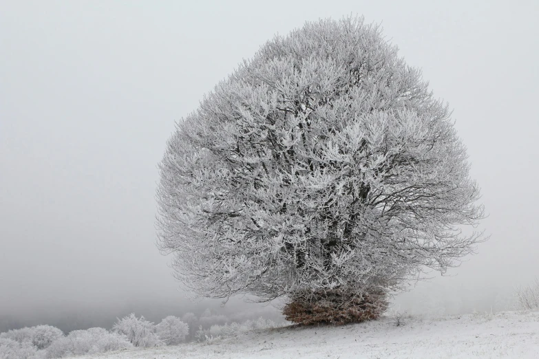 an enormous tree in the middle of a snowy field