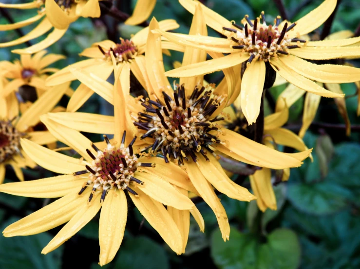 the yellow flower has many brown petals