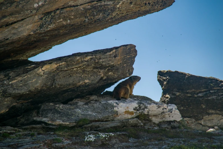 a brown bear looking out from between two rocks