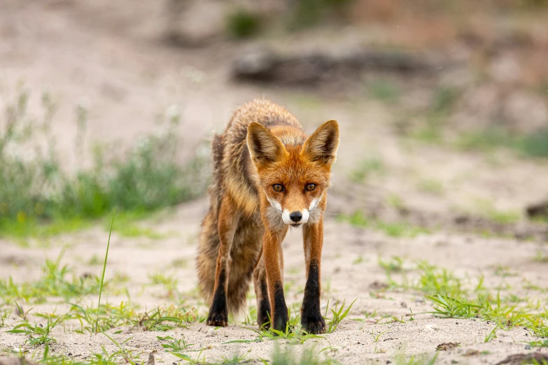 an adorable little fox standing on top of grass