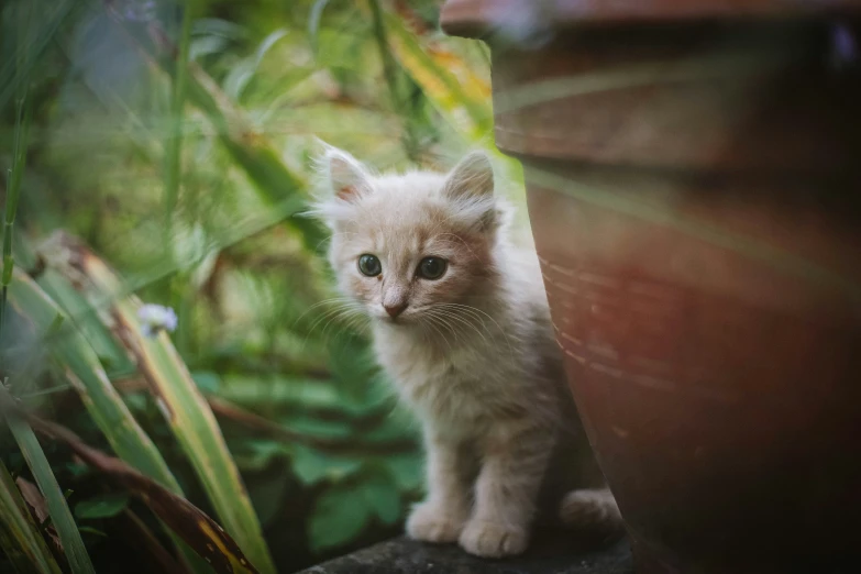 a small white kitten sitting in a wooden pot