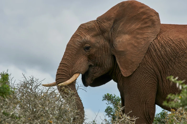 a large elephant holding soing in it's trunk while standing next to a tree