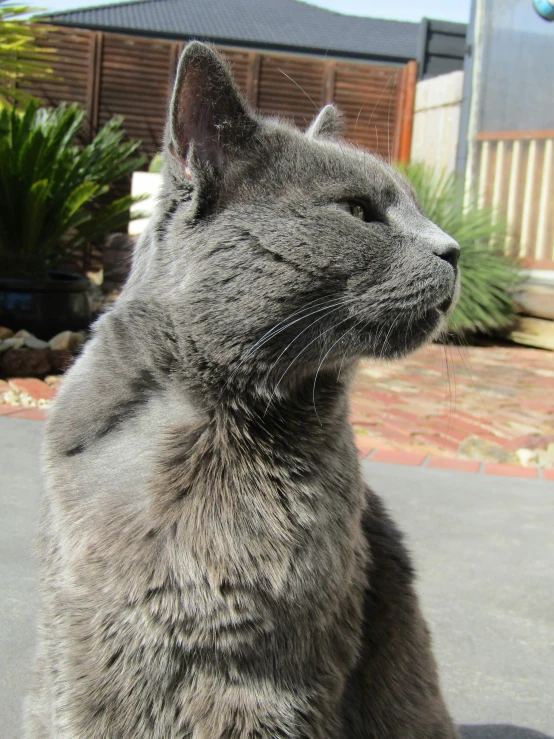 the small gray cat is standing on a patio