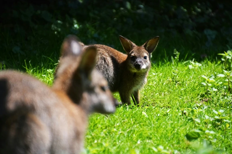 two animals on the grass with one brown and one brown