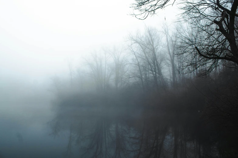 foggy day in a forest with some sheep standing in the field