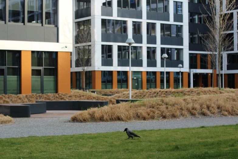 two birds walking in the middle of a grassy area next to buildings