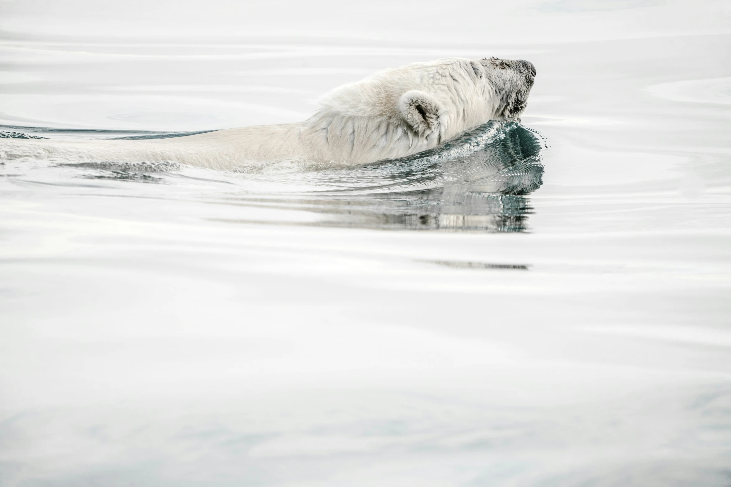 a polar bear that is swimming on a body of water