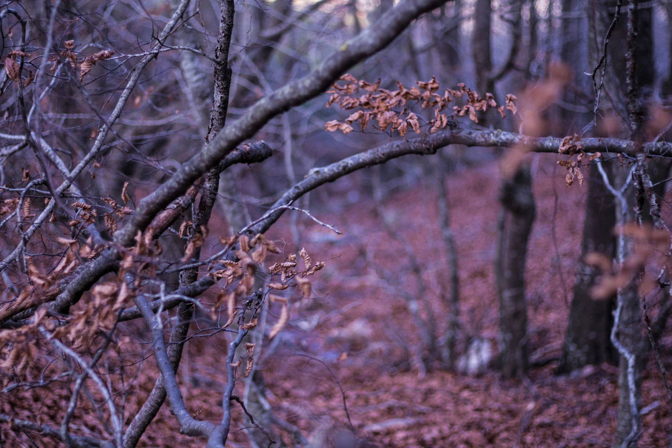 a forest with a very big nch of tree