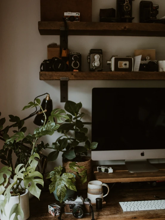 a computer and some plants on the desk