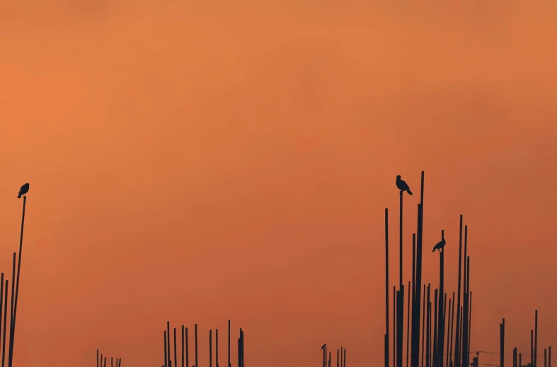 birds on a tall pole in front of an orange sky