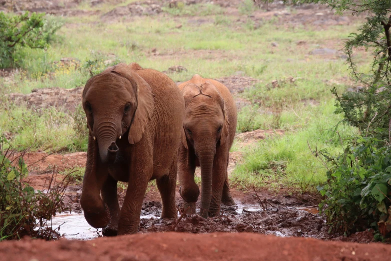 two elephants are walking through the water at the same time