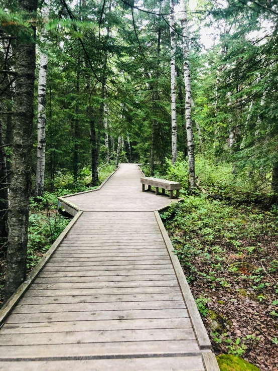 the wooden walkway leads to the very beautiful woods