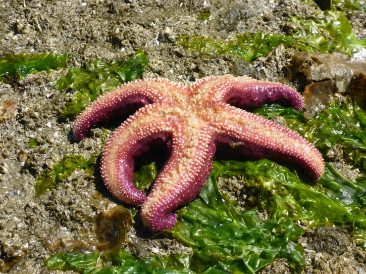 an octo starfish laying on some algae covered shore