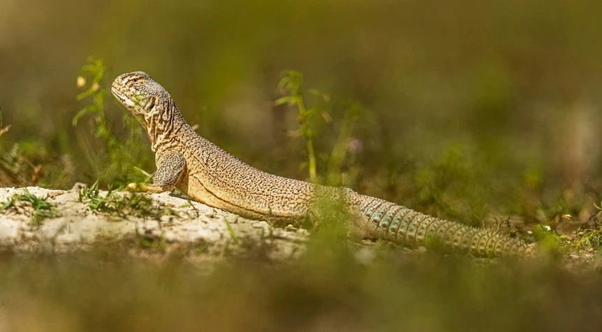 a lizard that is sitting on some grass