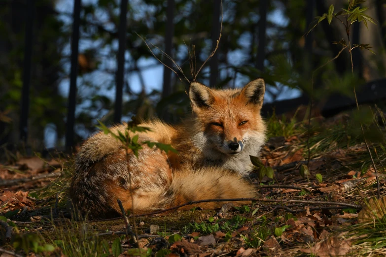 the fox is laying down on the dry grass in the woods