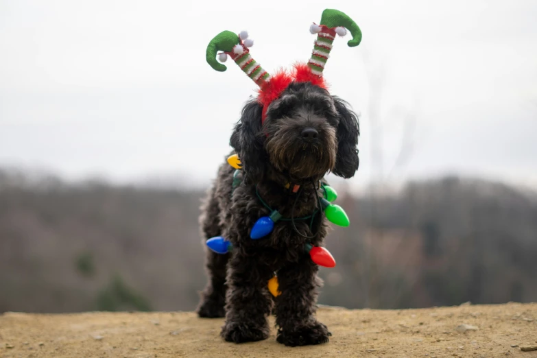 a dog dressed as a elf holding christmas lights in its mouth