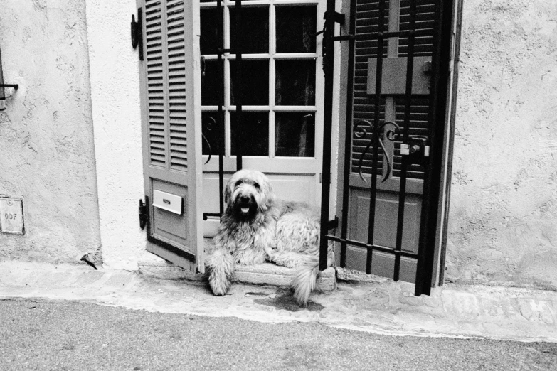 black and white pograph of dog sitting outside door