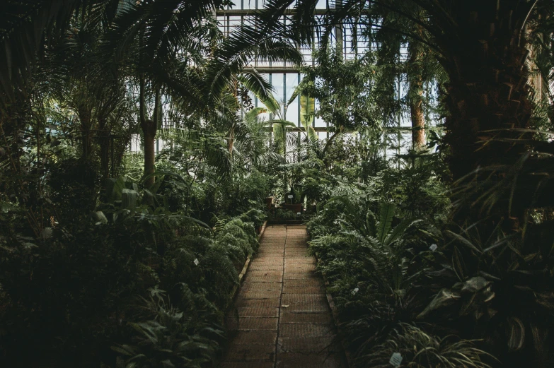 a pathway with large plants and foliage in a greenhouse