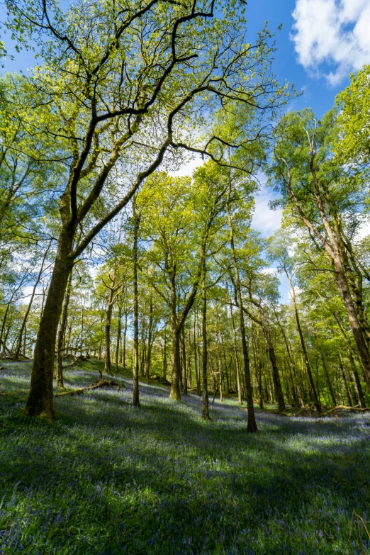 the trees are growing very green and there is a lot of sunlight