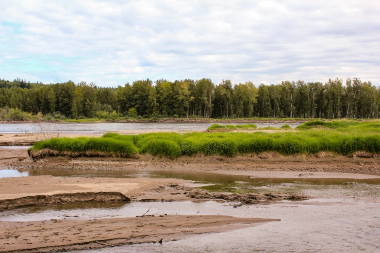 a forest in the background with trees on the other side of a creek