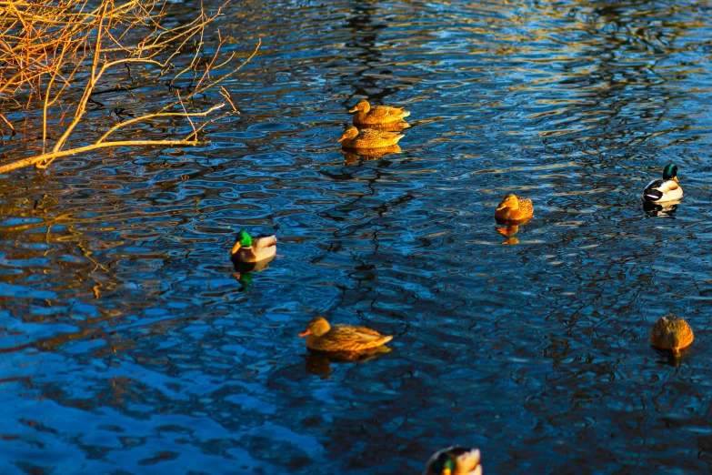 several ducks in a small body of water