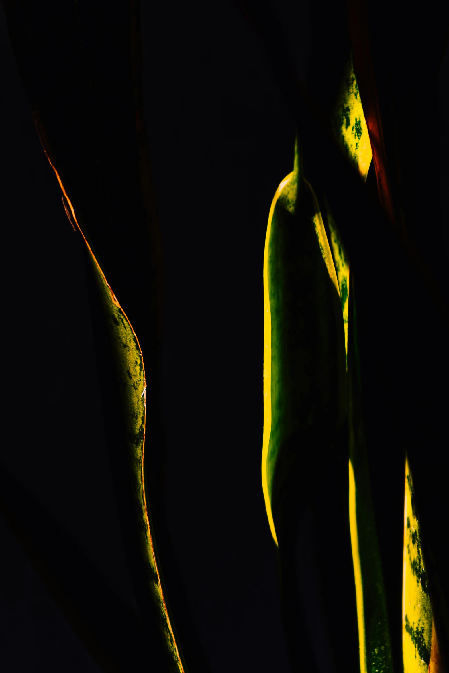 a leaf with dark background on a table