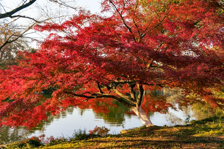 a pond filled with water surrounded by trees