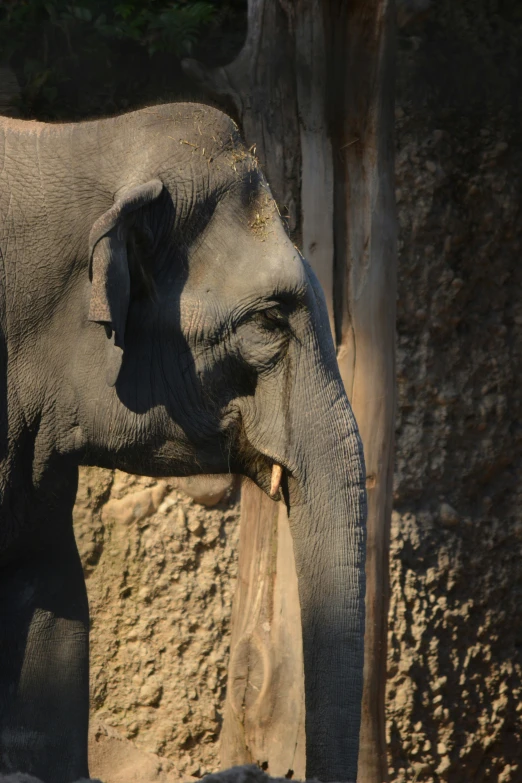 a grey elephant with its trunk curled back, with tree stump in the background