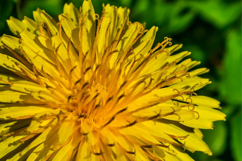 a yellow flower on the end of a grassy area