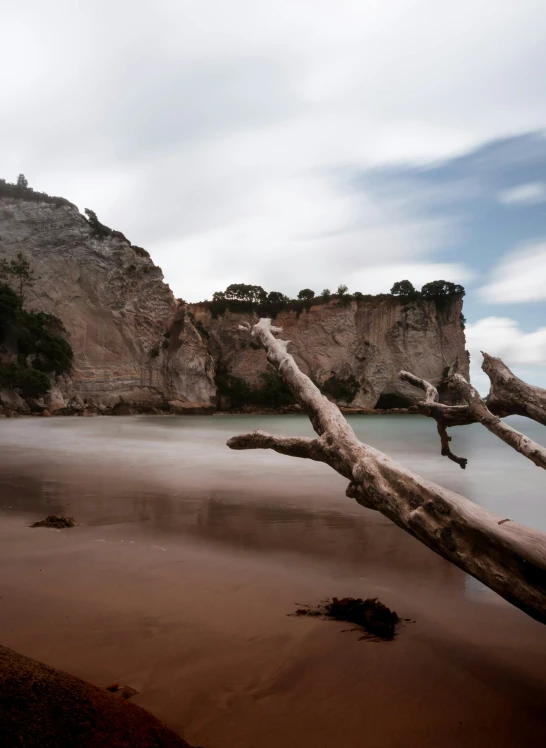 the driftwood on the beach are missing their bark