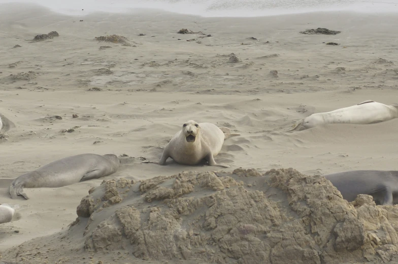 there are many sea lions laying down on the sand
