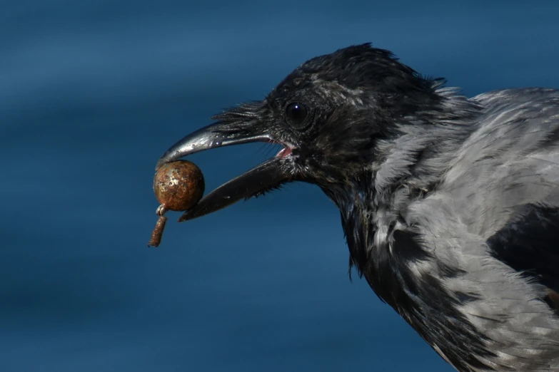 the bird is eating an object in his beak