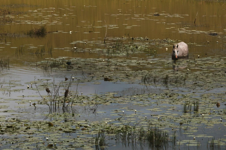 a bear walking in a lake with lily pads