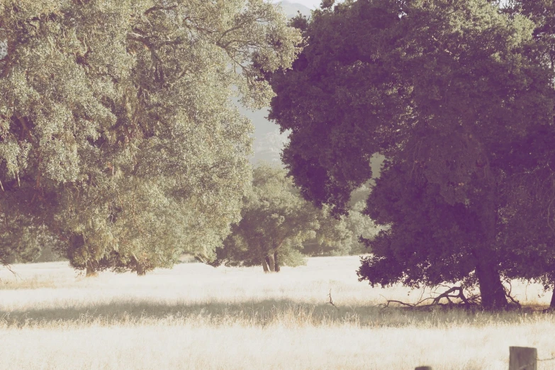 a picture of a tree and the field