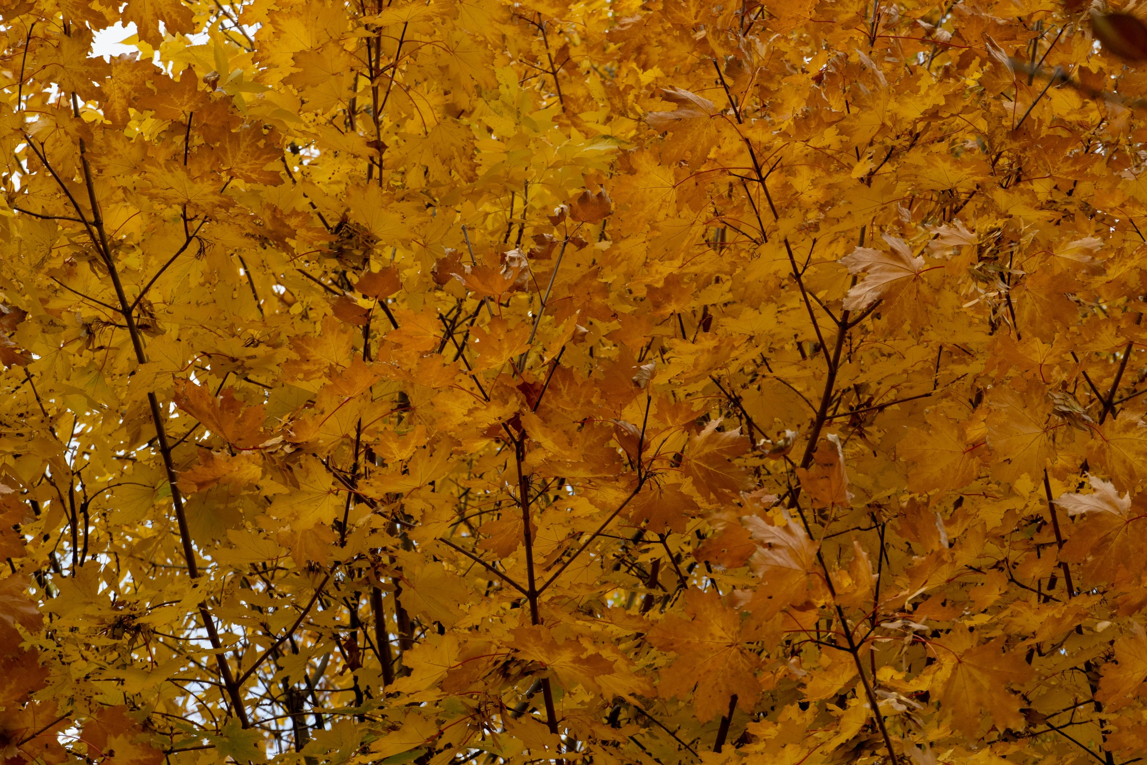 a tree with yellow leaves is changing color