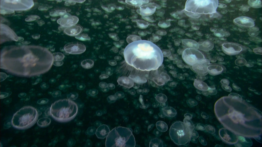 a large group of jellyfish swimming in a water tank